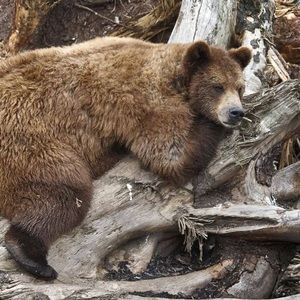 Meet your Posher, Wayne